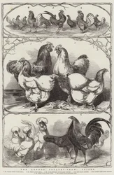 The London Poultry-Show, Prizes